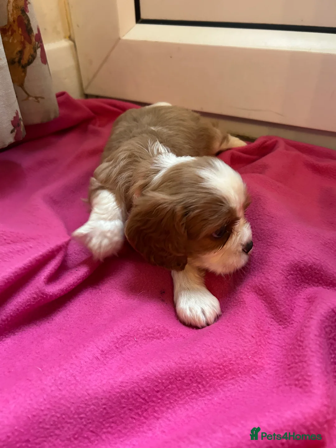 Cavalier King Charles Spaniel dogs for sale: Gorgeous Cavalier King Charles Spaniel Puppies - Advert 9