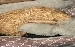 Poochon dogs for sale: F1B Poochon’s - Image 9