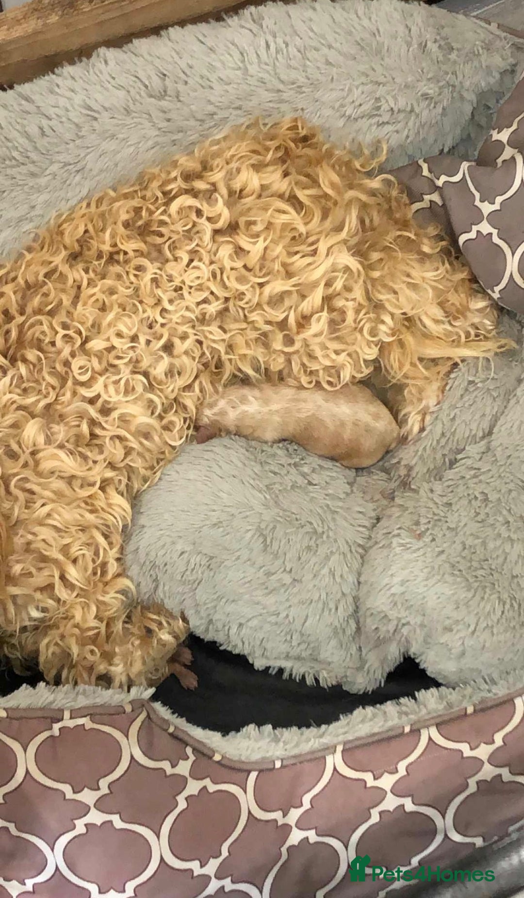 Poochon dogs for sale: F1B Poochon’s - Image 9
