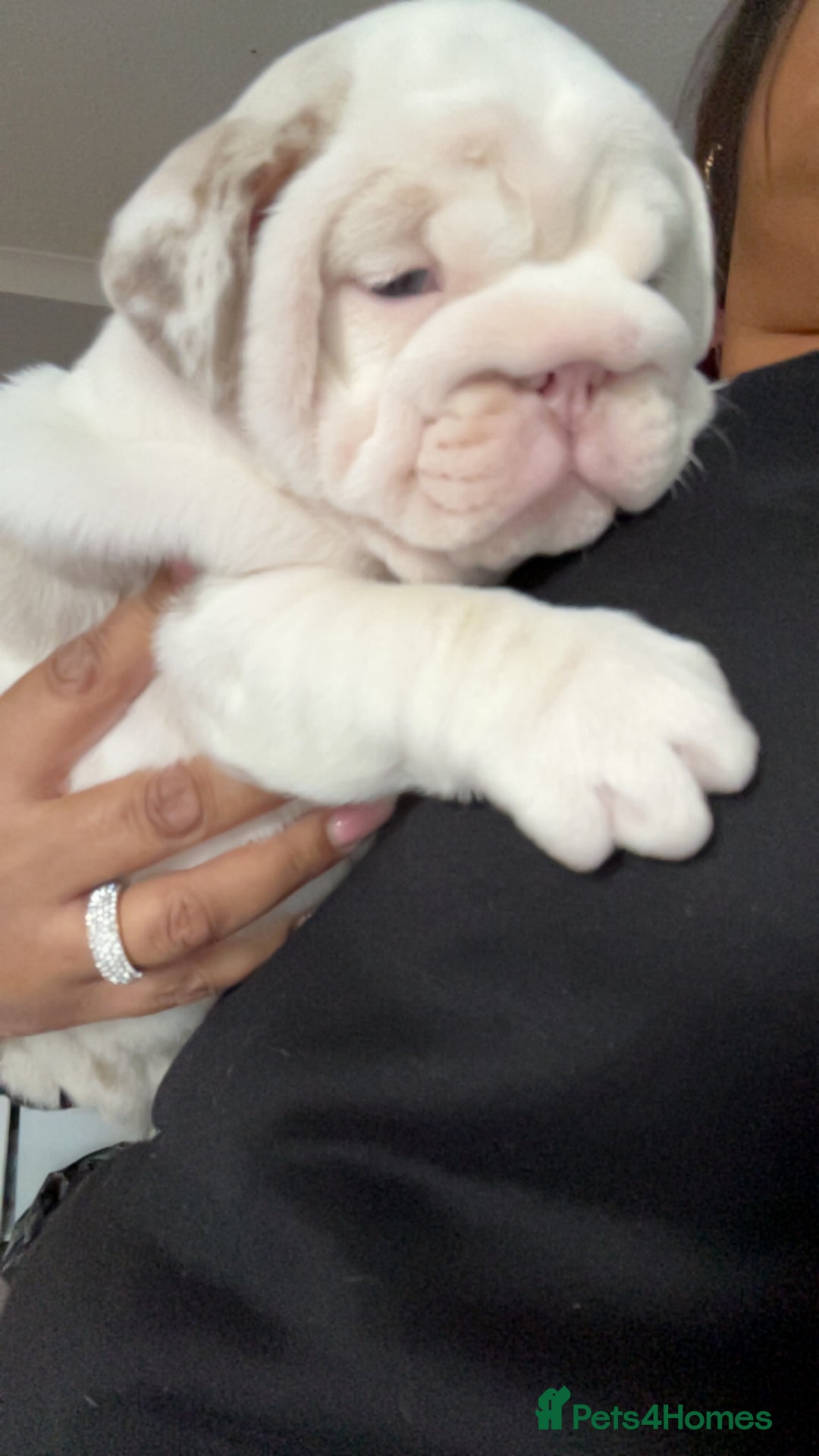 English Bulldog dogs for sale: Last Female English bulldog puppy  - Advert 33