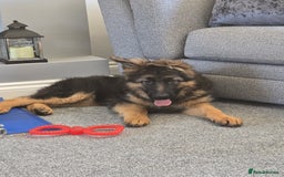 German Shepherd dogs for sale: 6 Month Old Millie  - Image 7