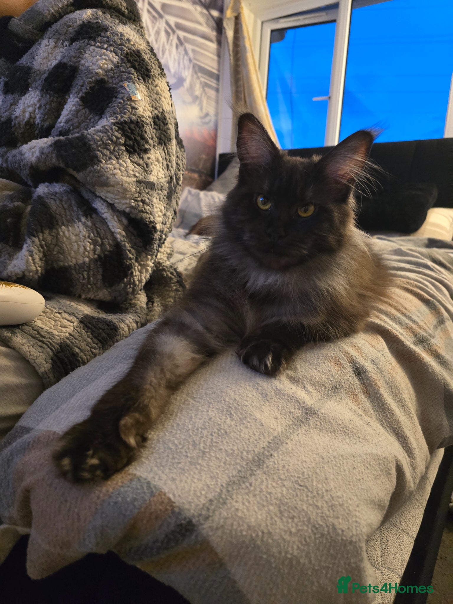 Maine Coon cats for sale: 3/4 Mainecoon Kittens in Pontypridd - Advert 6