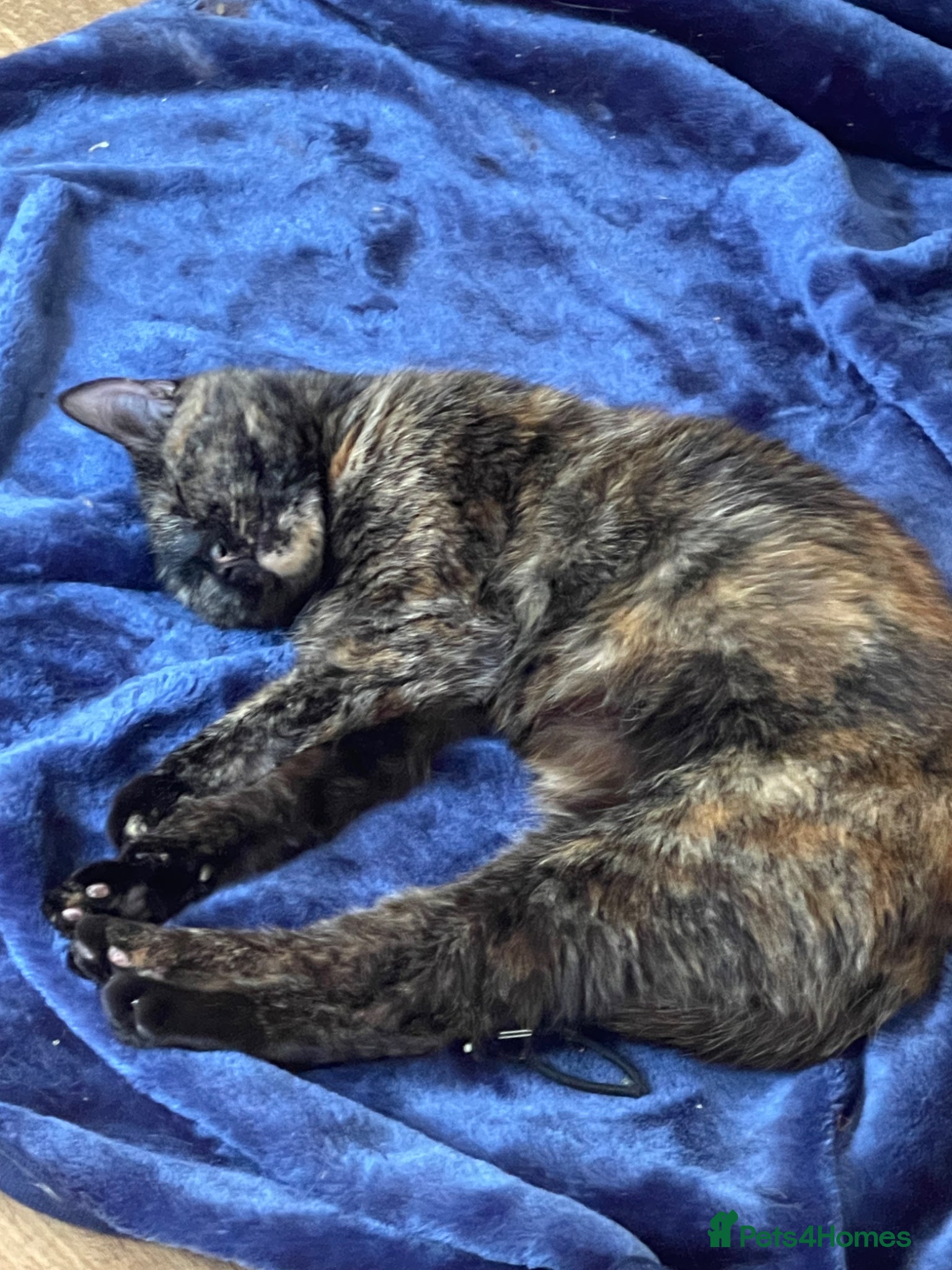 British Shorthair cats Cute Tortoises shell Female  - Advert 1