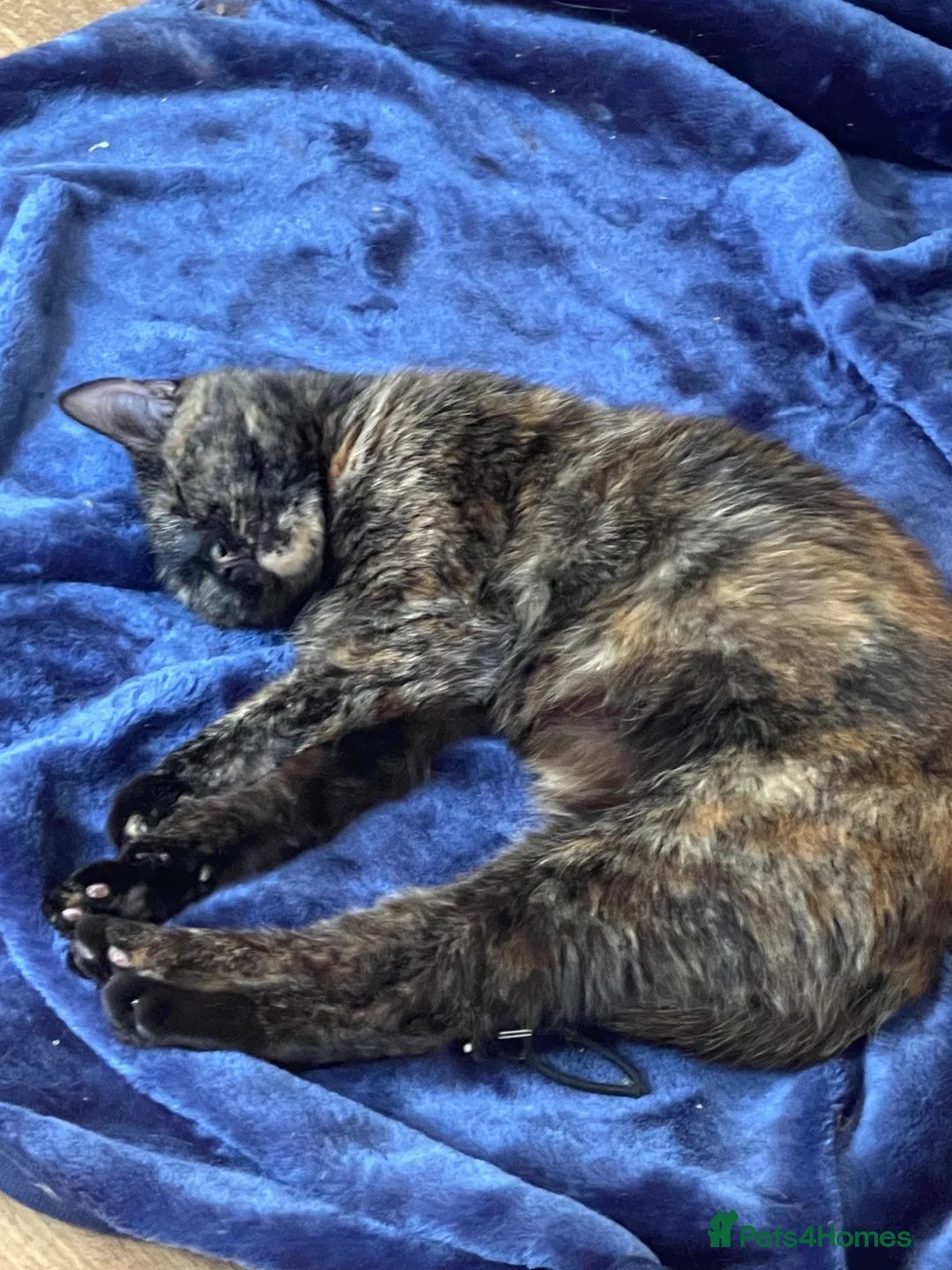British Shorthair cats for sale: Cute Tortoises shell Female  - Advert 1