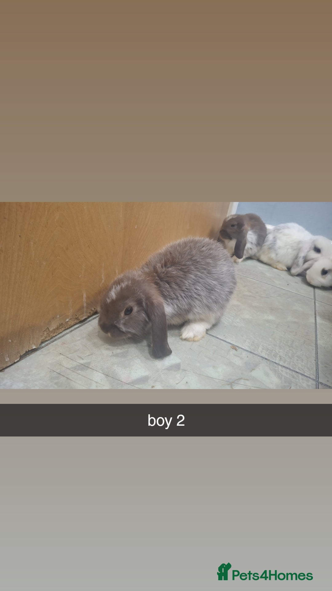 Mini Lop rabbits for sale: 5 beautiful mini lops, 3 boys, 2 girls - Advert 4