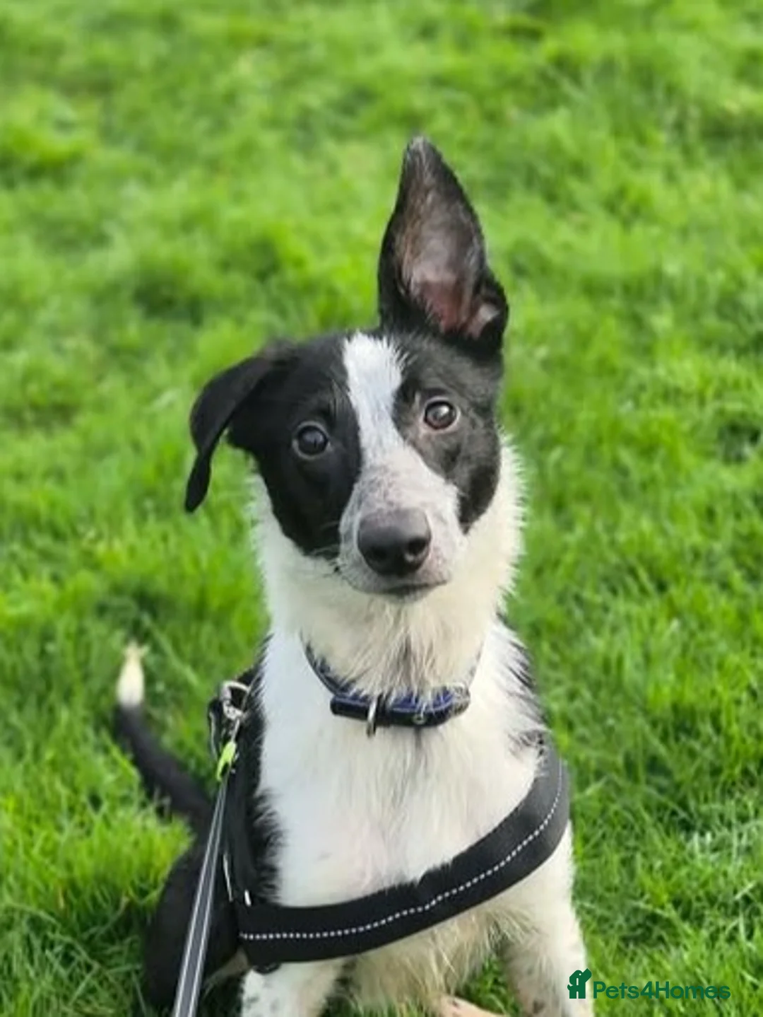 Border Collie dogs for adoption: MUSTANG - Young male Collie - Advert 1