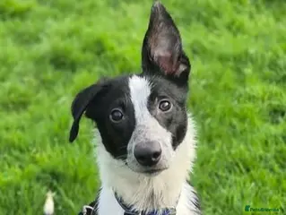 Border Collie dogs MUSTANG - Young male Collie - Advert 1