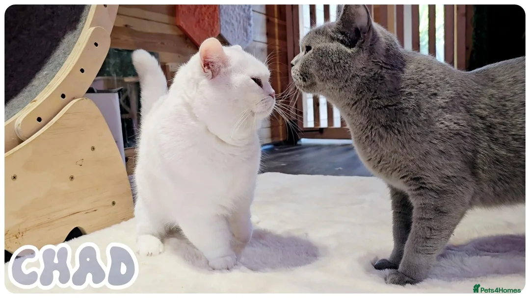 Munchkin cats for stud: Munchkin For Stud - Advert 2