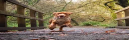 Cocker Spaniel dogs for stud: Stud Cocker Spaniel  in Camborne - Advert 4