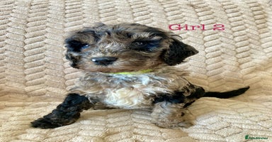 Cockapoo dogs - Advert 3