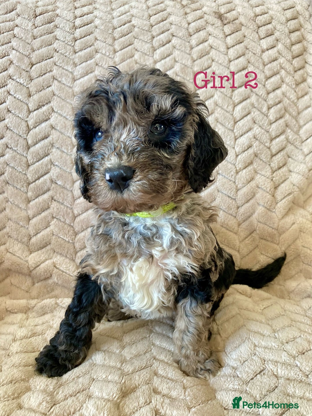 Cockapoo dogs for sale: Meet your new best friend!! - Image 6