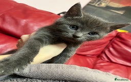 British Shorthair cats for sale: Little and cute kittens ready to go to new home - Image 9