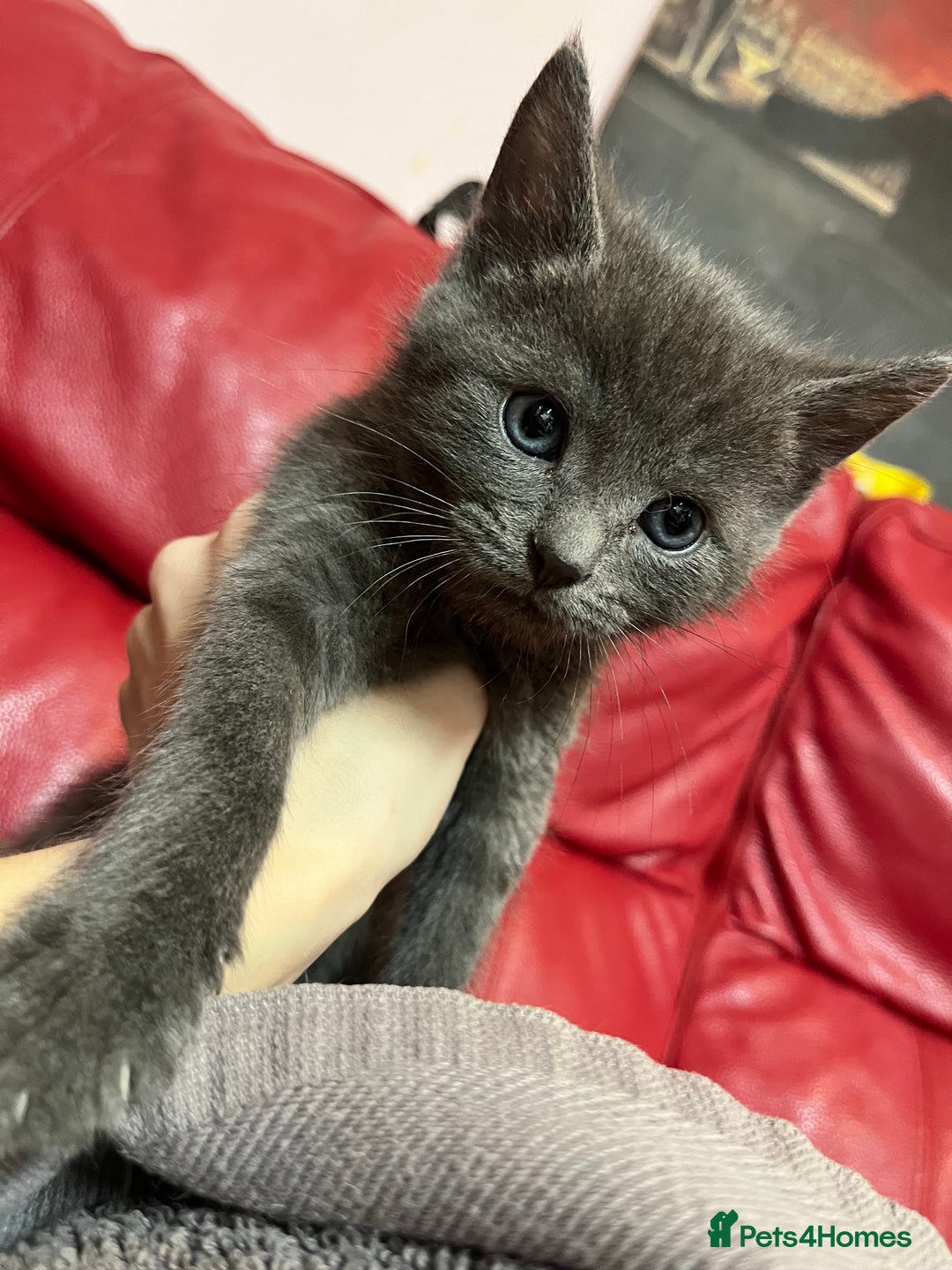 British Shorthair cats for sale: Little and cute kittens ready to go to new home - Image 9