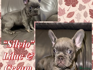 French Bulldog dogs Amazing KC French Bulldog Puppies- New Shade - Advert 1