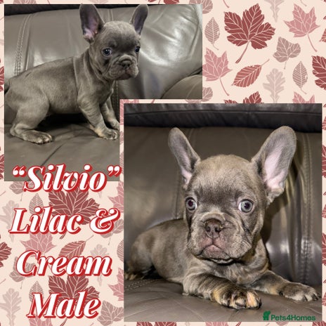 French Bulldog dogs Amazing KC French Bulldog Puppies- New Shade - Advert 1