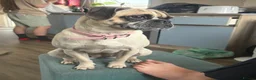 Puggle dogs for sale: Selling my puggle 1 year old female in Arbroath - Advert 3