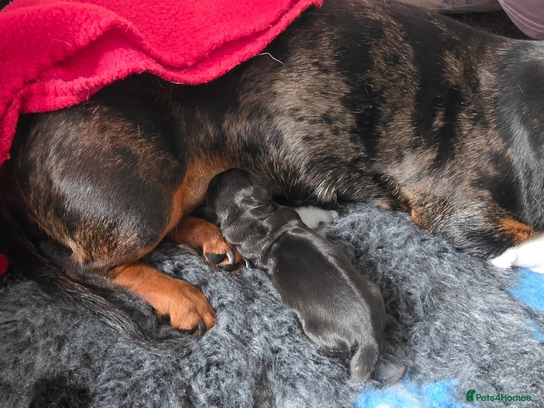 Miniature Dachshund dogs for sale: Mini Dachshund short haired  - Advert 2