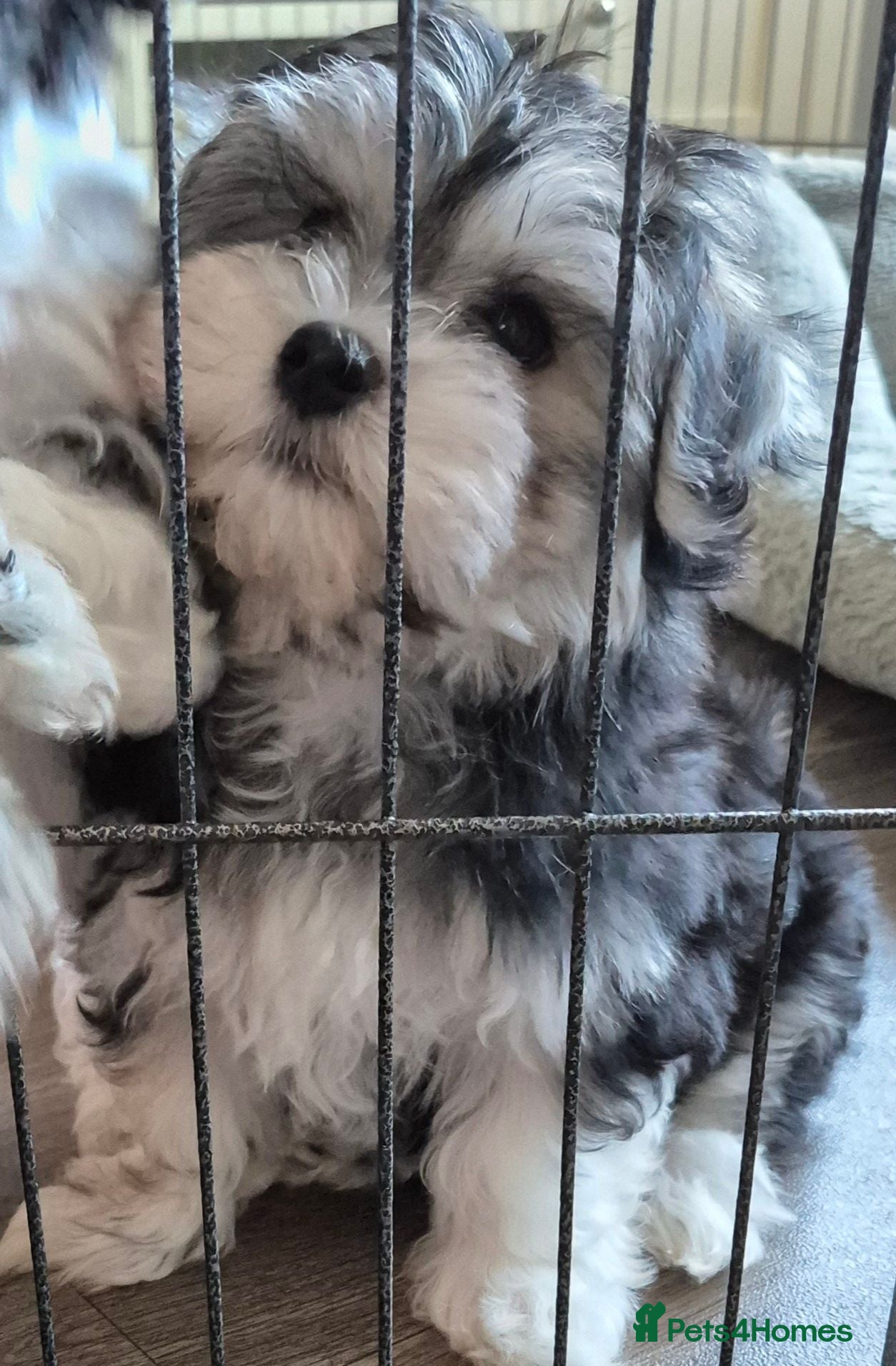 Maltese dogs 2 Maltese/Havanese Puppies left - Advert 1