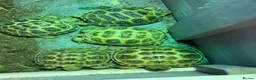Tortoise reptiles for sale: Horsefield Tortoise - Advert 9