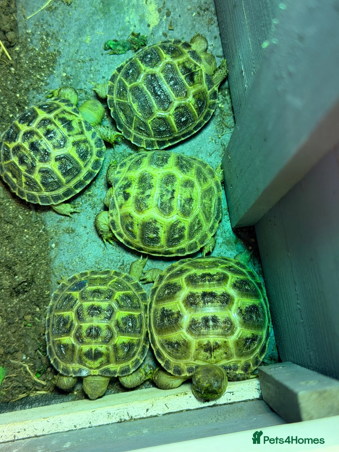 Tortoise reptiles for sale: Horsefield Tortoise - Advert 9