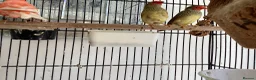 Finches birds for sale: Star Finches For Sale Located Rowlands Gill in Rowlands Gill - Advert 4