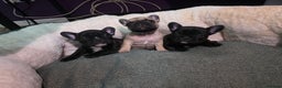 French Bulldog dogs for sale: Beautiful French bulldog  - Advert 17
