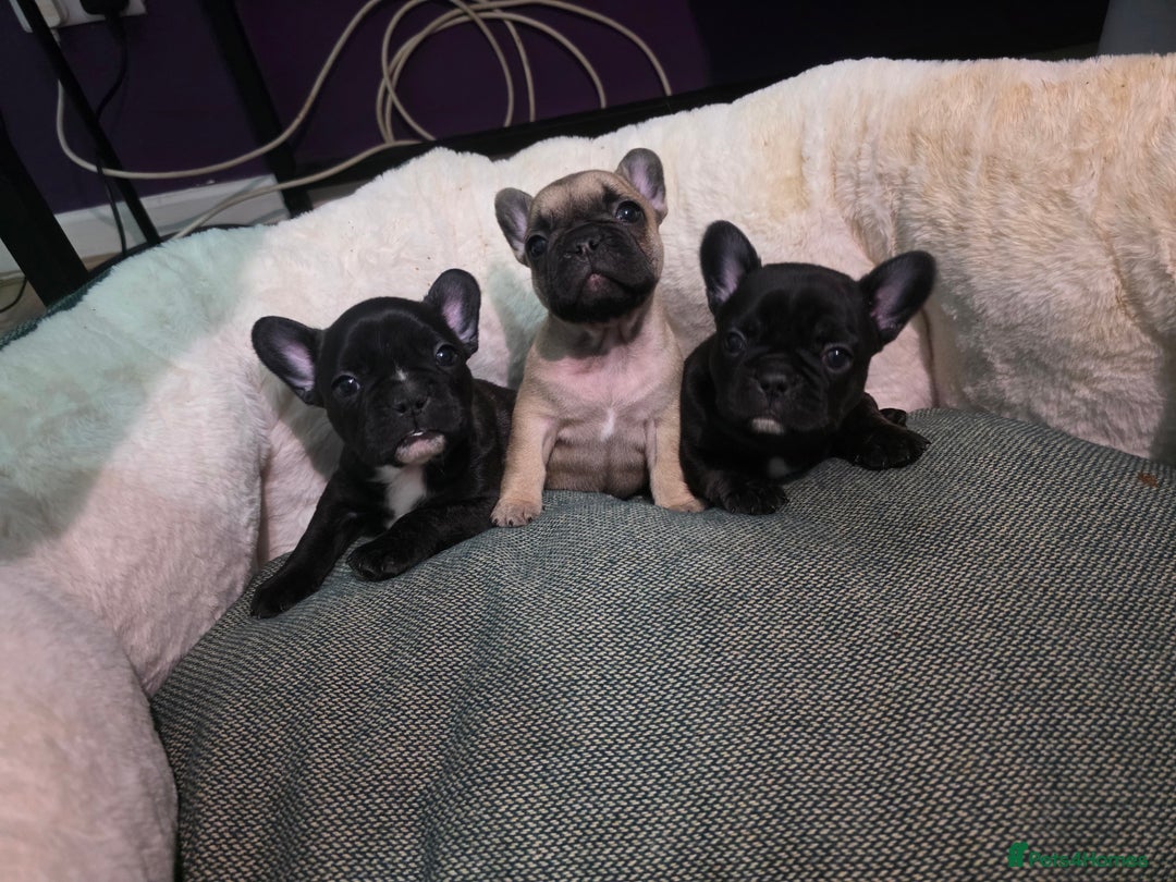 French Bulldog dogs for sale: Beautiful French bulldog  - Advert 17