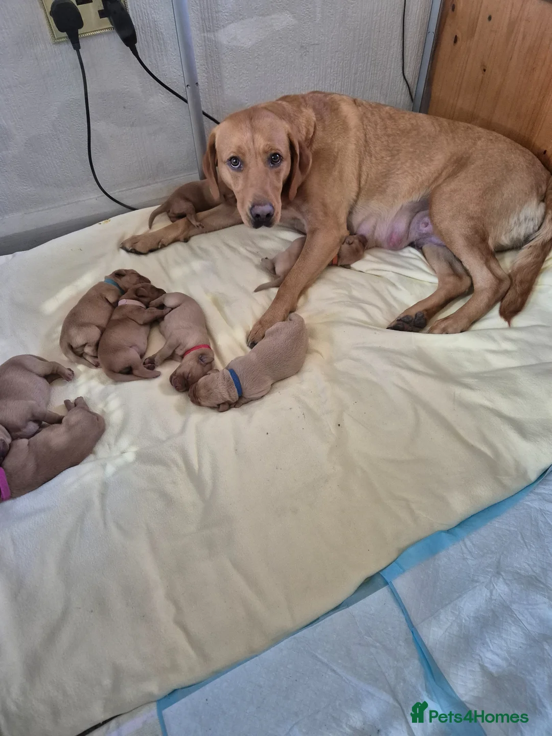 Labrador Retriever dogs for sale: Redfox Labrador  in Wigton - Advert 1