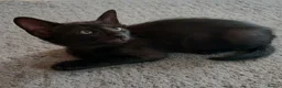 Mixed Breed cats for sale: Siamese X Domestic cat in Cwmbran - Advert 8