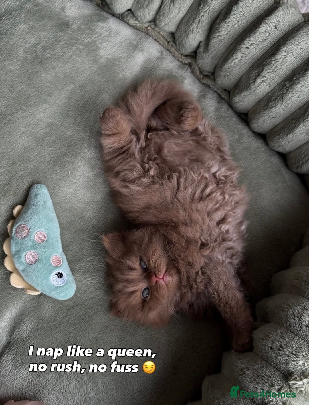 British Shorthair cats for sale: Chocolate brown cinnamon tortie British Kittens - Advert 28