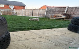 Mixed Breed dogs for sale: Penny the Pomeranian mix  - Image 9