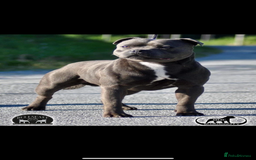 Staffordshire Bull Terrier dogs for sale: Beautiful blue staffy pups excellent pedigree  - Image 25
