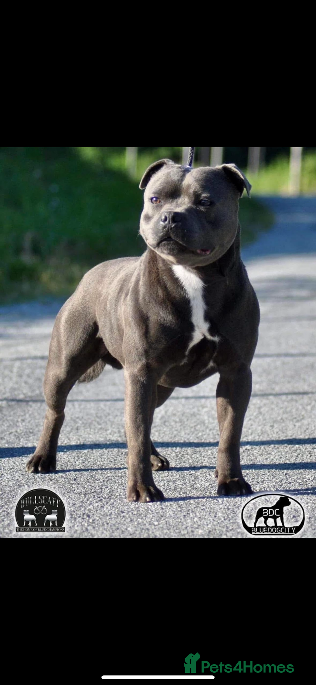 Staffordshire Bull Terrier dogs for sale: Beautiful blue staffy pups excellent pedigree  - Image 25