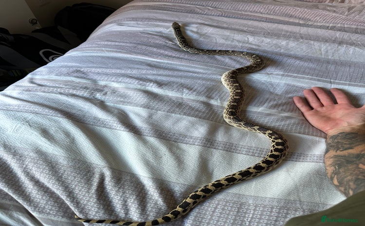 Snake reptiles - Advert 1