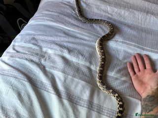 Snake reptiles - Advert 29