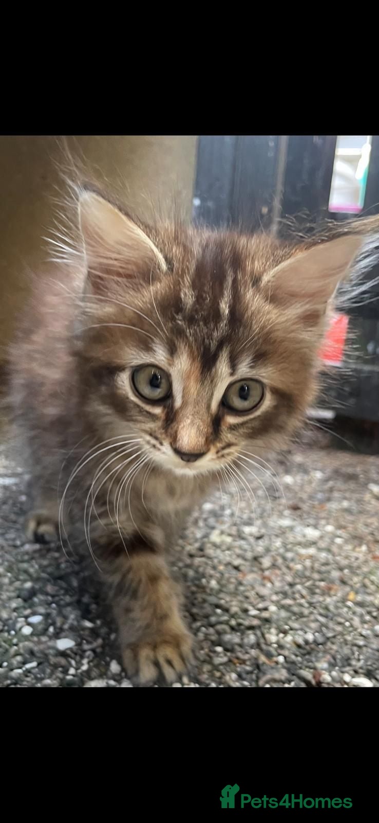 Mixed Breed cats Mixed breeds long and short haired domestic - Advert 1