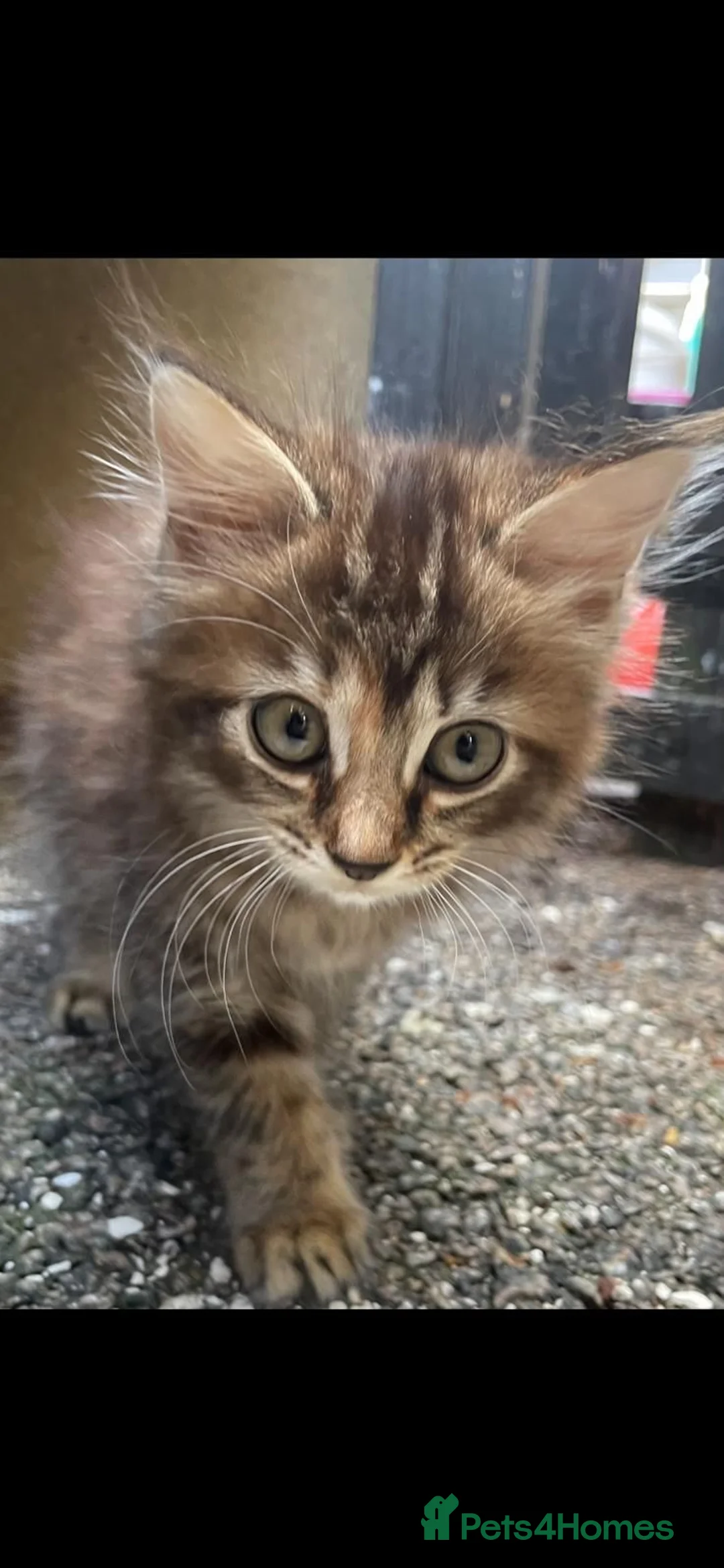 Mixed Breed cats for sale: Mixed breeds long and short haired domestic in Basildon - Advert 1