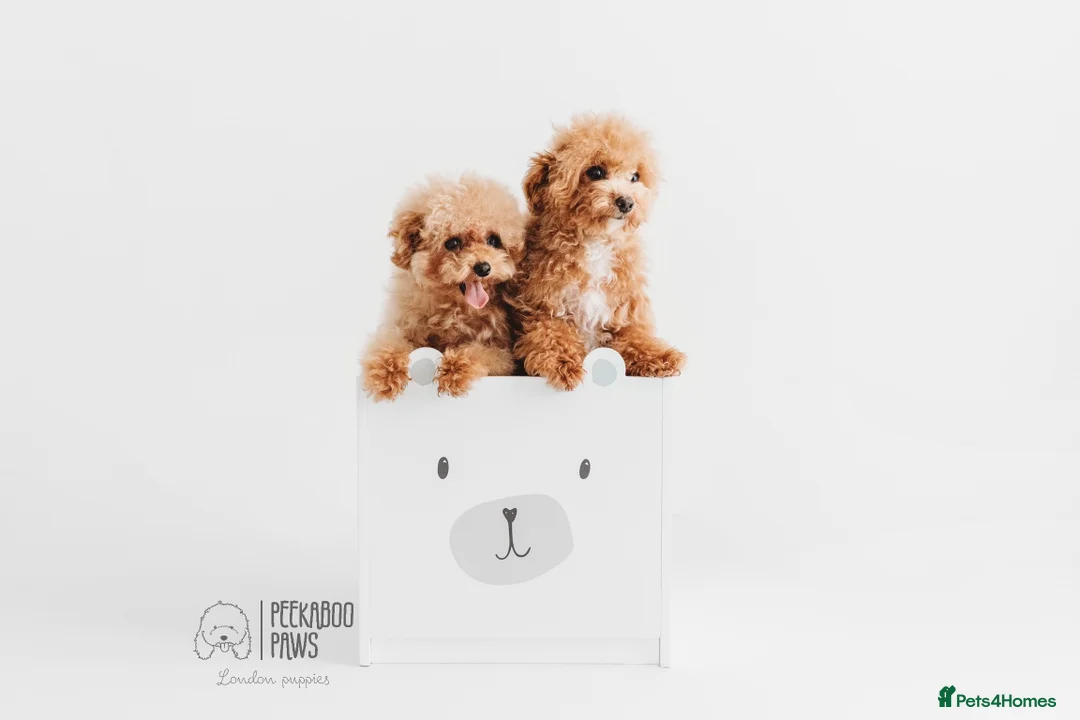 Toy Poodle dogs for stud:  **  Asian KC Toy Poodle for Stud DNA tested in Rickmansworth - Advert 12