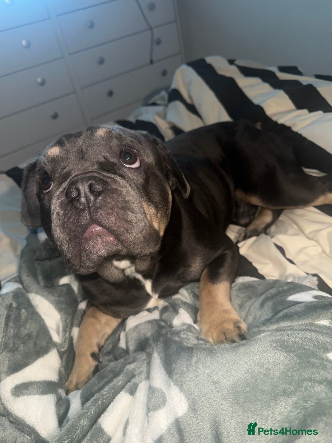 French Bulldog dogs for sale: French bulldog male - Advert 4