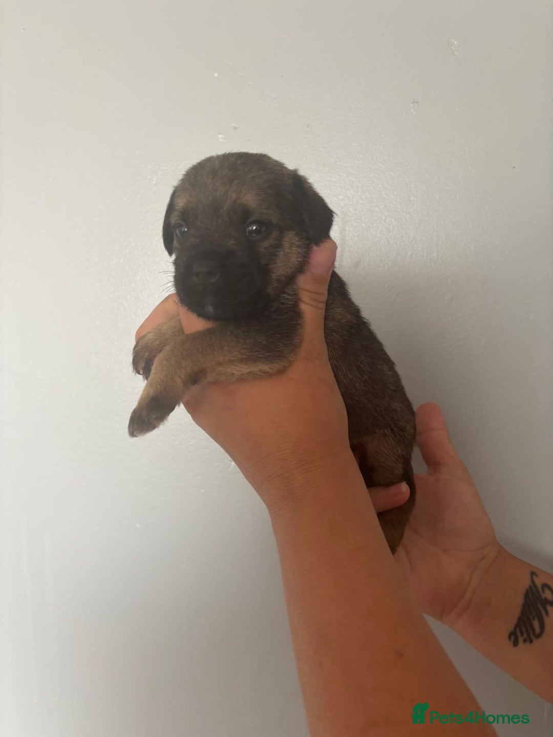 Border Terrier dogs for sale: Slem clear stunning boarder terrier puppies  - Image 9