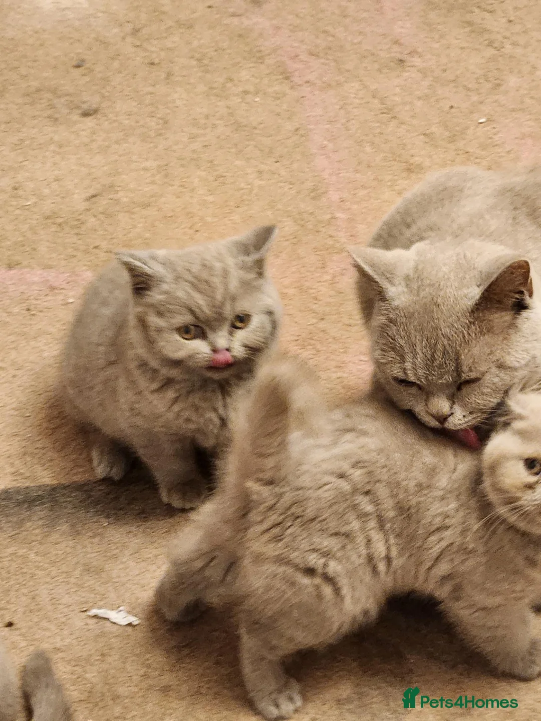 British Shorthair cats for sale: British shorthair kittens ready to leave now  - Advert 2