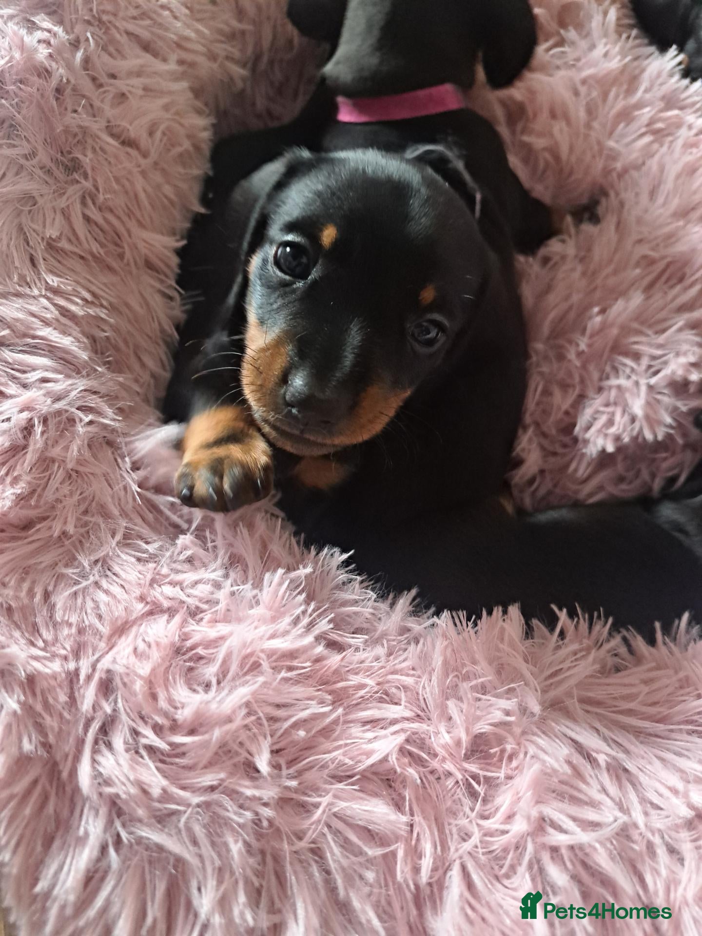Miniature Dachshund dogs Minature Dachshund black and tan - Advert 8