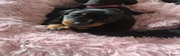 Miniature Dachshund dogs for sale: Minature Dachshund black and tan - Advert 1
