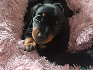 Miniature Dachshund dogs Minature Dachshund black and tan - Advert 4