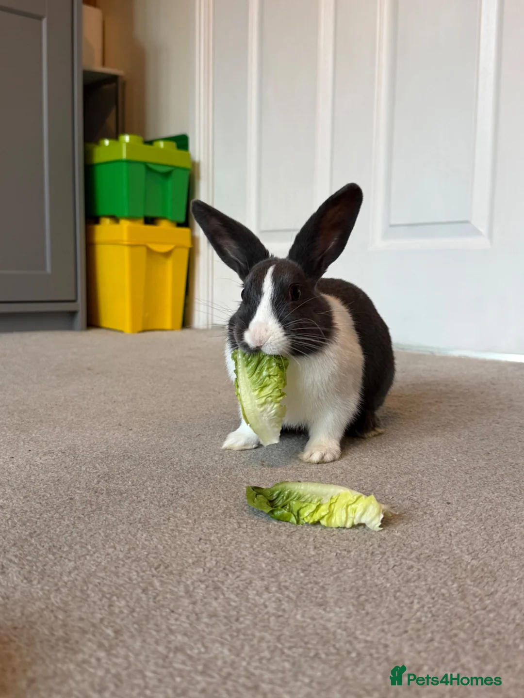 Mixed Breed rabbits for sale: Rabbit and cage in Norwich - Advert 2