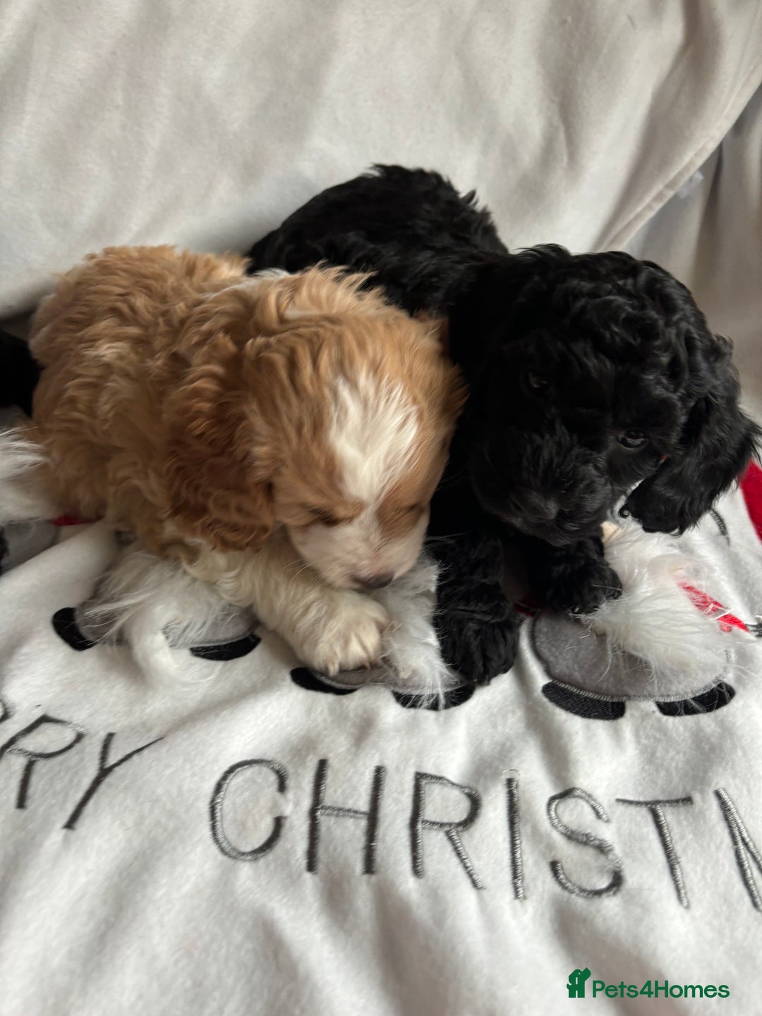 Mixed Breed dogs for sale: Sprockerpoo x cockerpoo pups - Advert 3