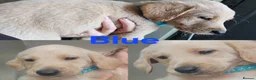 Australian Labradoodle dogs for sale: 🐾 7 Gorgeous Australian Labradoodle  - Advert 18