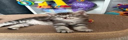 Maine Coon cats for sale: GCCF Maine coon stunning large kittens  - Advert 14