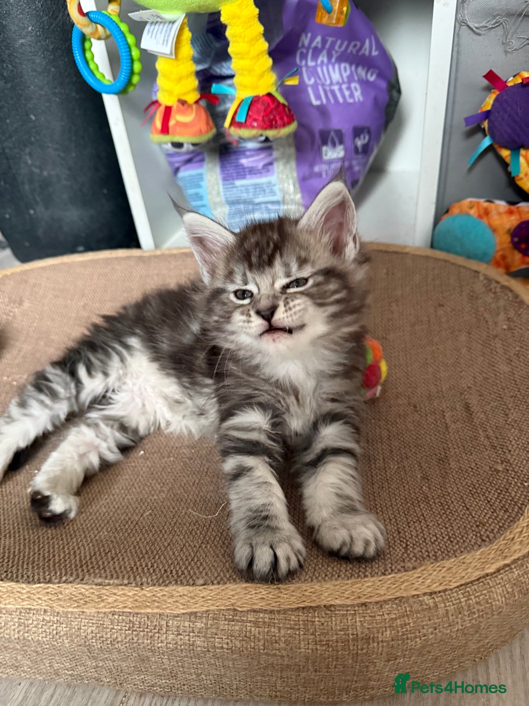 Maine Coon cats for sale: GCCF Maine coon stunning large kittens  - Advert 14