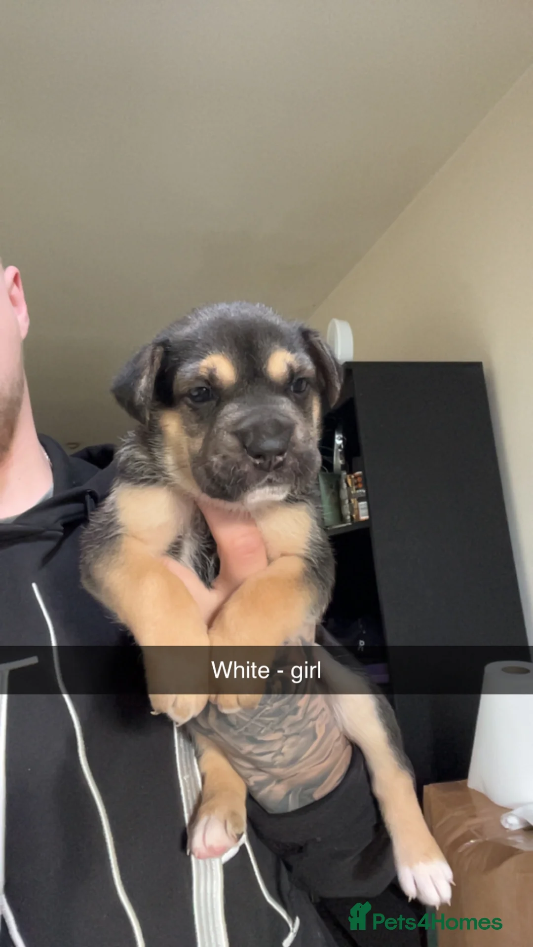 Mixed Breed dogs for sale: Alapaha blue blood bulldog x shepsky pups  - Advert 2